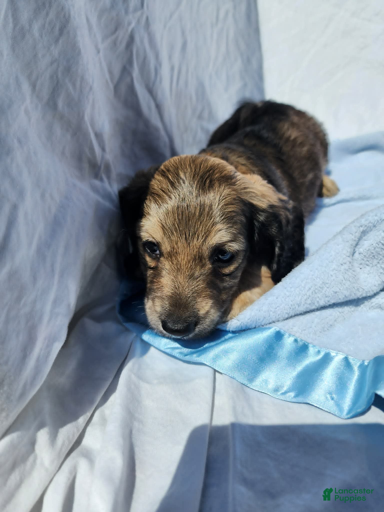 Miniature Dachshund dogs Ollie - Ad 21