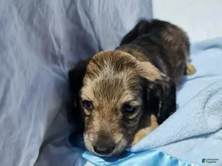 Miniature Dachshund dogs Ollie - Ad 21