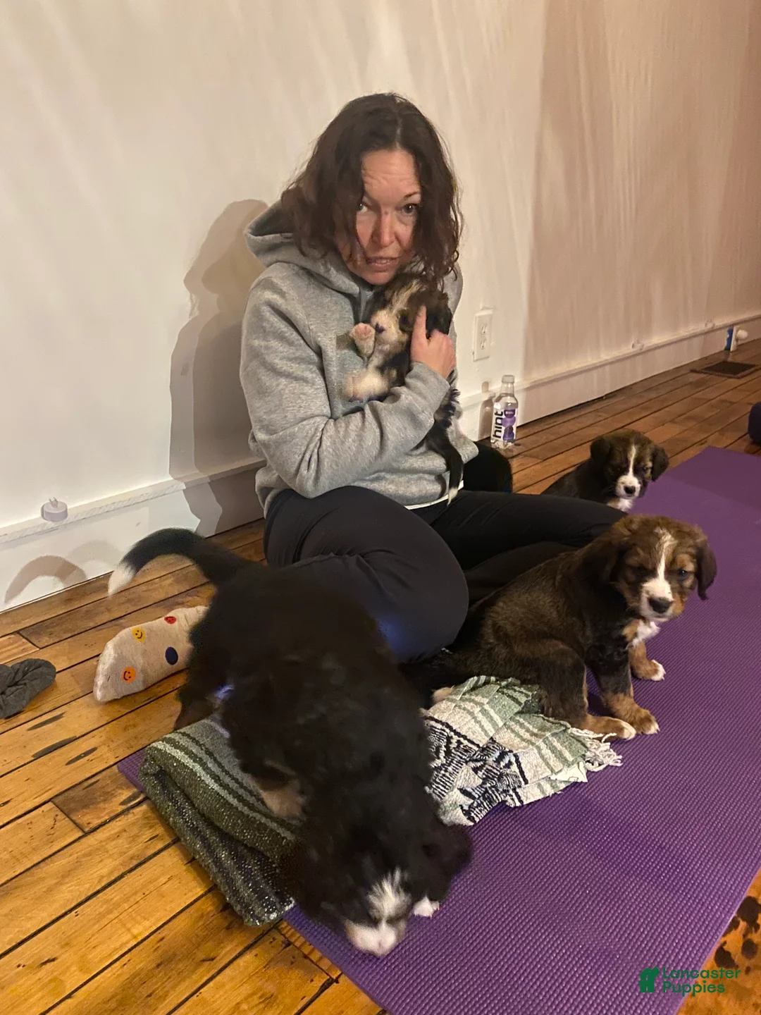 Bernedoodle dogs for sale: Bernedoodle Puppy 5 - Ad 3