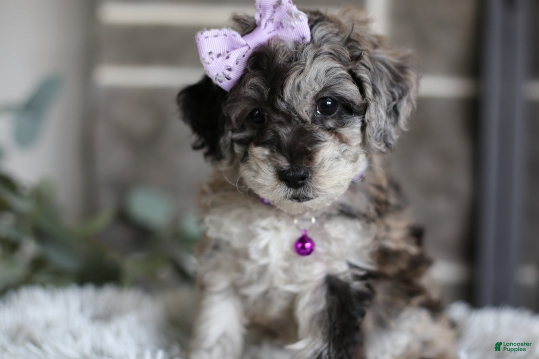 Miniature Poodle dogs for sale: Evie - Ad 10
