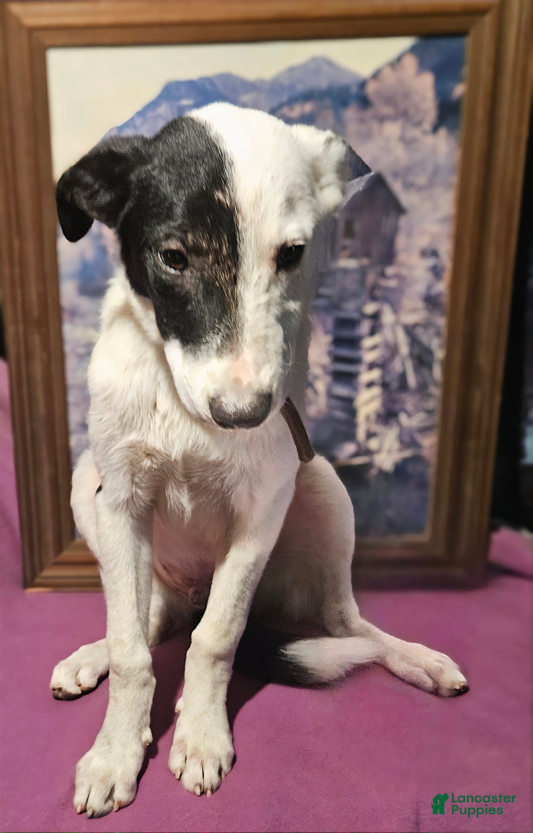 Border Collie dogs for sale: Dreami (Runt) - Ad 40