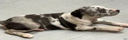 Catahoula Leopard Dog dogs for sale: Catahoula Leopard Dog "Black Eyed Pea" - Ad 2