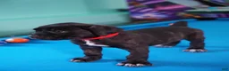 Cane Corso dogs for sale: Harley Quinn  - Ad 5