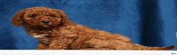 Mini Goldendoodle dogs for sale: Sasha - Ad 4