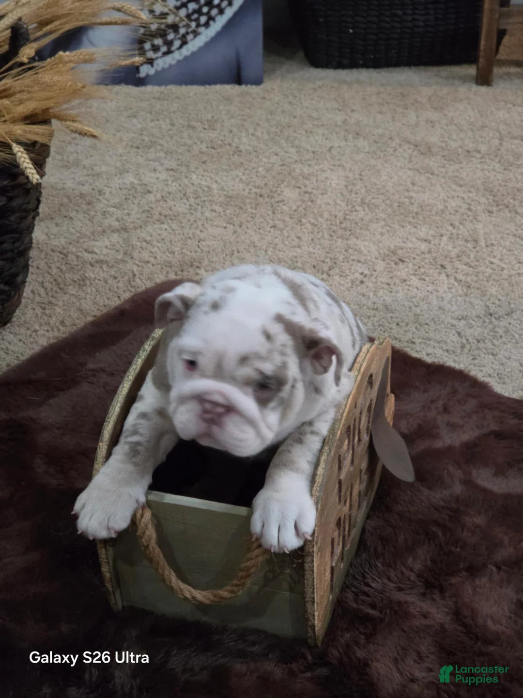 English Bulldog dogs for sale: English Bulldog 1 - Ad 1