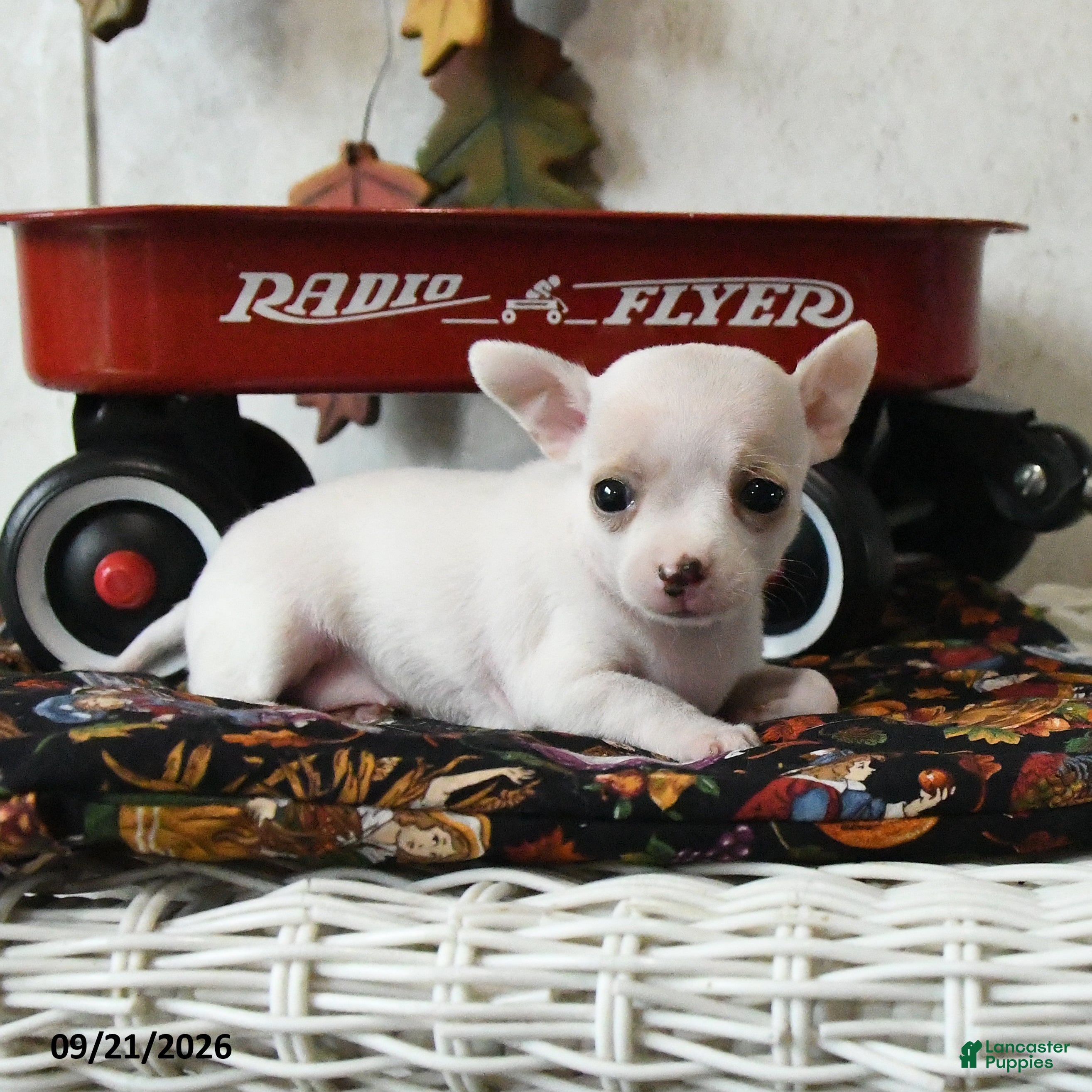 Chihuahua dogs Autumn - Ad 2