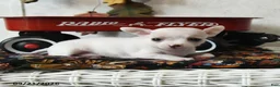 Chihuahua dogs for sale: Autumn - Ad 2