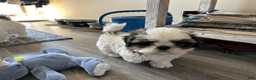 Shih Tzu dogs for sale: Shih Tzu 2 - Ad 2
