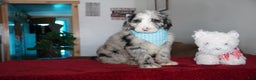 Sheepadoodle dogs for sale: Blaze - Ad 5