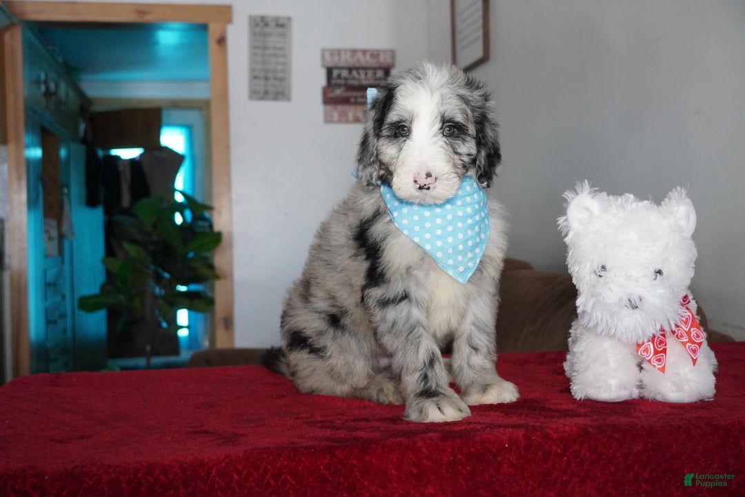 Sheepadoodle dogs for sale: Blaze - Ad 5