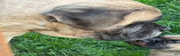 English Mastiff dogs for sale: English Mastiff 1 - Ad 6
