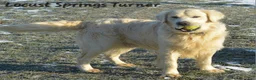Golden Retriever dogs for sale: Folton  - Ad 8