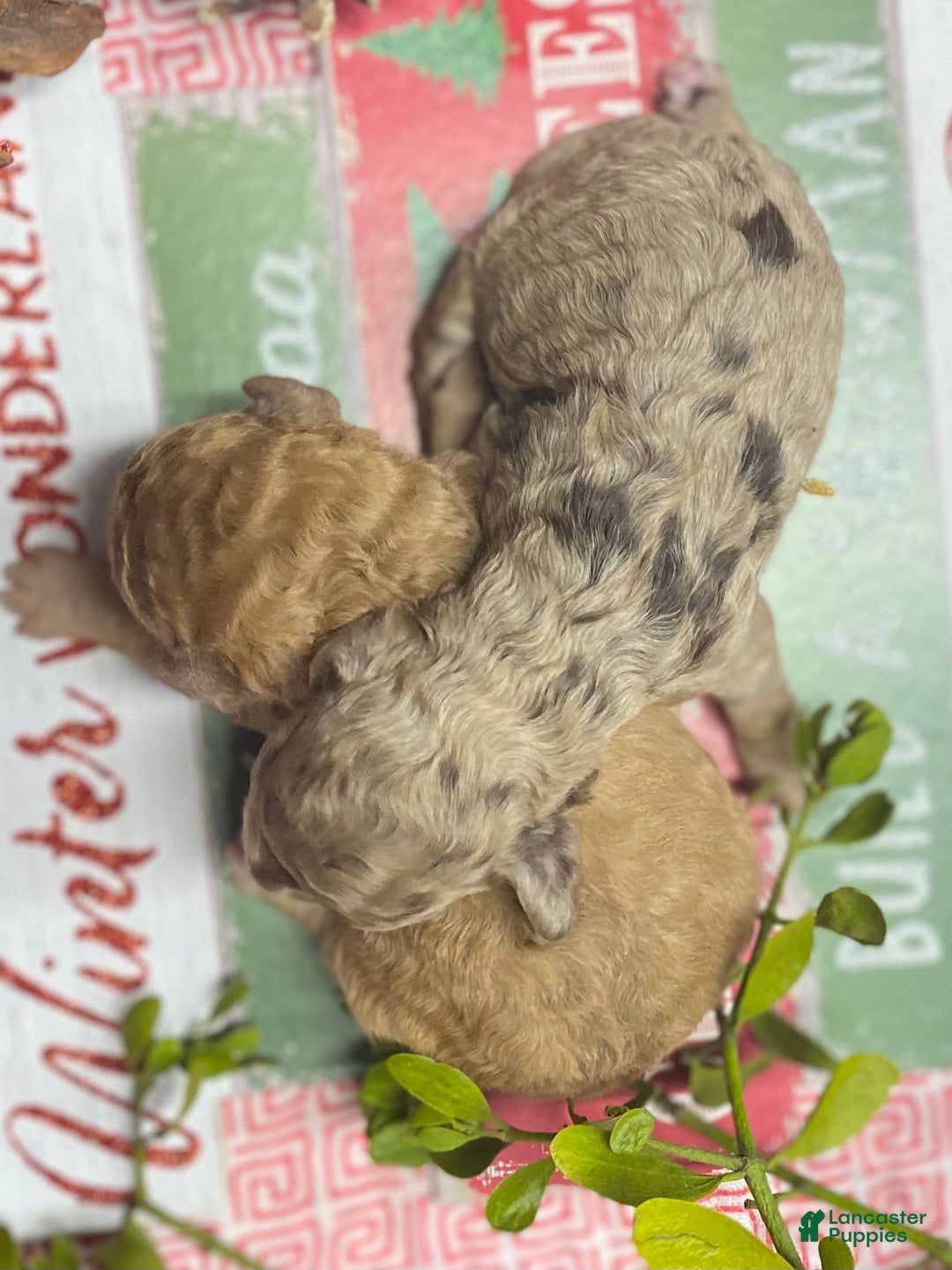 Cockapoo dogs for sale: Cockapoo Puppy 8 - Ad 2