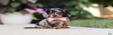 Cora