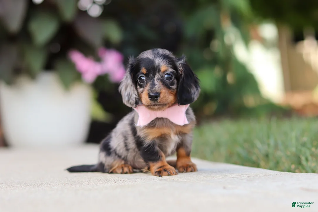 Miniature Dachshund dogs for sale: Cora - Ad 1