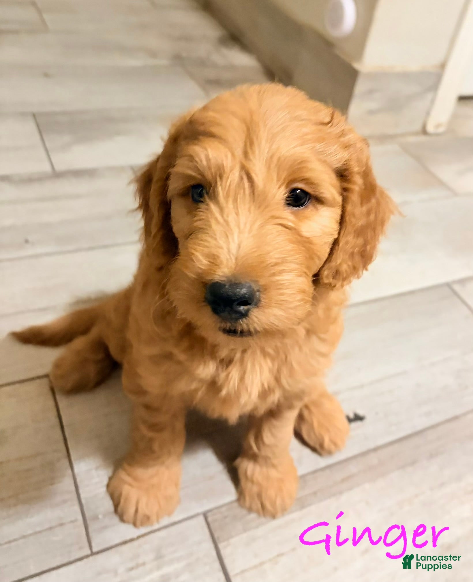 Mini Goldendoodle dogs for sale: Mini Goldendoodle 2 - Ad 13