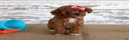 Toy Poodle dogs for sale: Tansy - Ad 3
