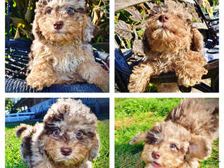 Havapoo dogs Jackson - Ad 37