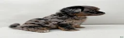 Mini Aussiedoodle dogs for sale: Ivy - Ad 3