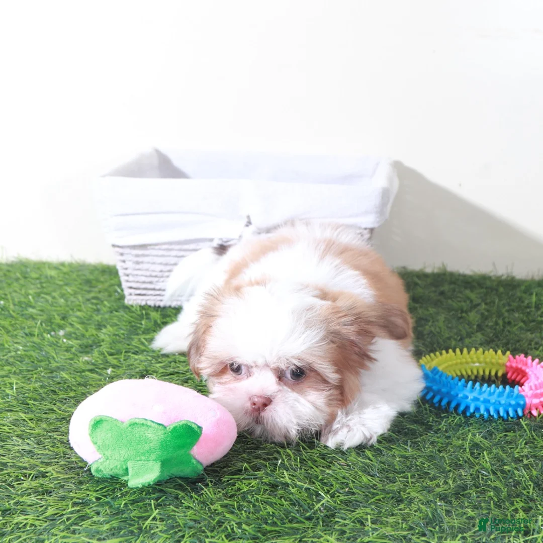 Shih Tzu dogs for sale: Millie-Sweet Female Shih-tzu Puppy - Ad 5