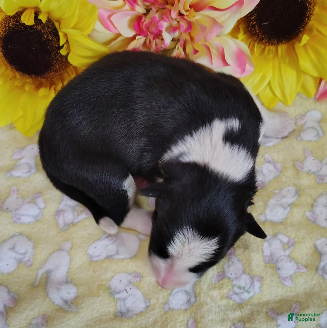 Border Collie dogs for sale: Piper - Ad 2