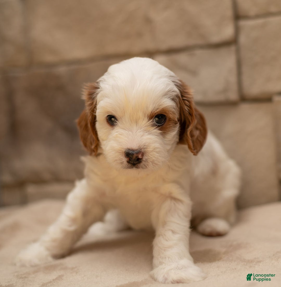 Cavapoo dogs for sale: Caramel - Ad 1