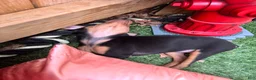 Miniature Pinscher dogs for sale: Miniature Pinscher 1 (plum) - Ad 14