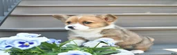 Welsh Corgi Pembroke dogs for sale: Diesel  - Ad 5