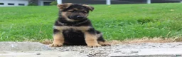 German Shepherd dogs for sale: Echo  - Ad 3