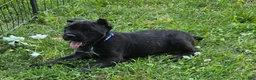 Cane Corso dogs for sale: Apollo - Ad 5