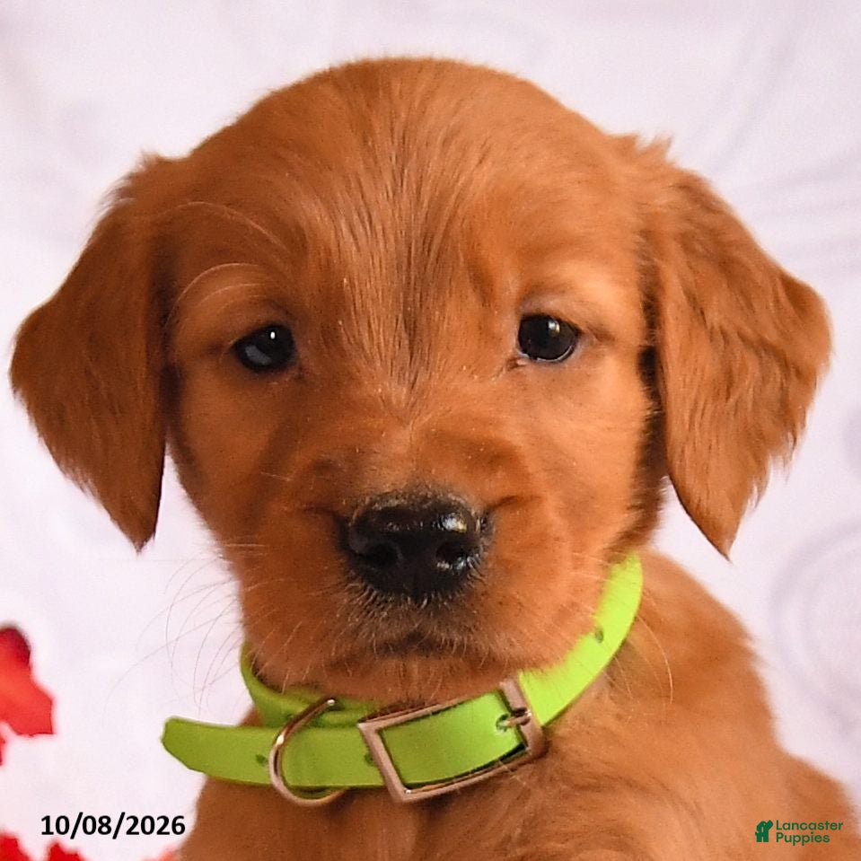 Golden Retriever dogs Bandit - Ad 2