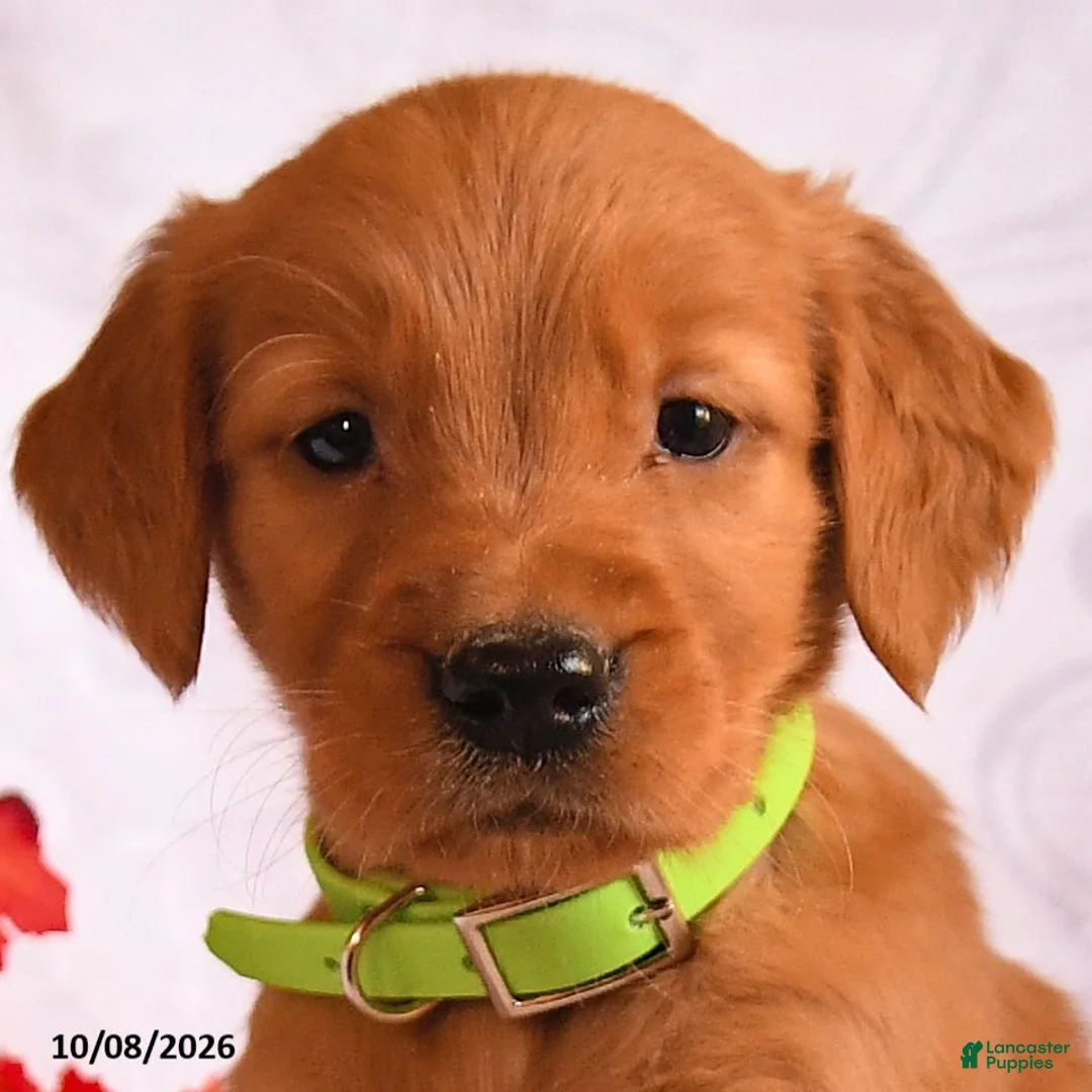 Golden Retriever dogs for sale: Bandit - Ad 2