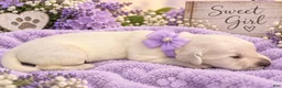 Golden Retriever dogs for sale: Lavender - Ad 1