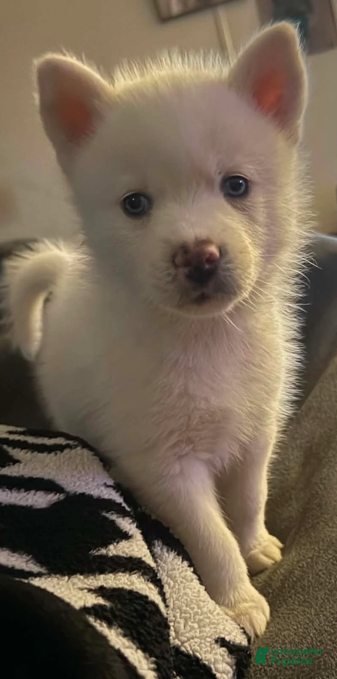 Pomsky dogs for sale: Pomsky Puppy 1 - Ad 1