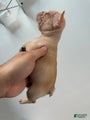 French Bulldog Puppy 4