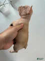 French Bulldog Puppy 4
