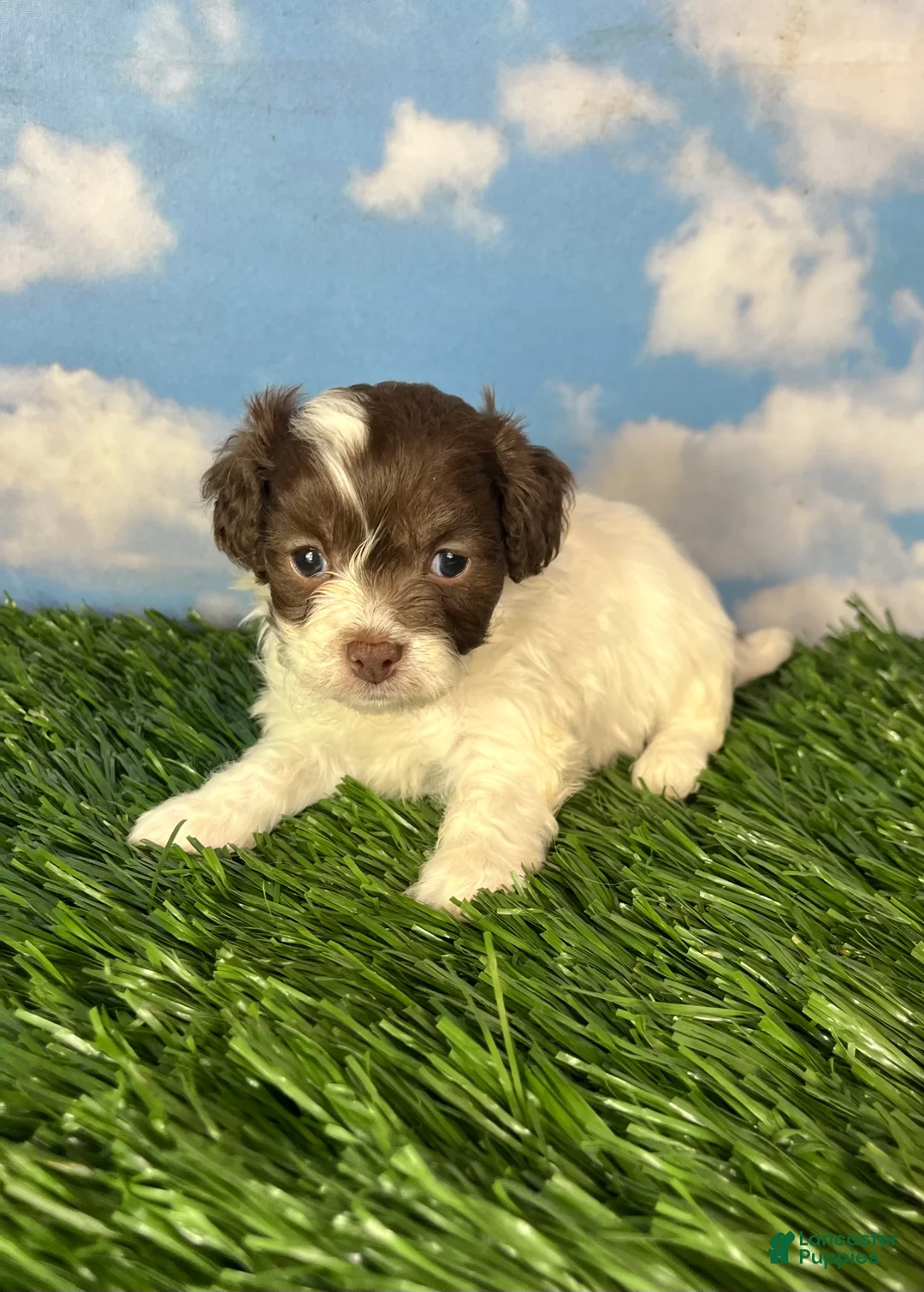 Teddy Bear dogs for sale: Waffle - Ad 2