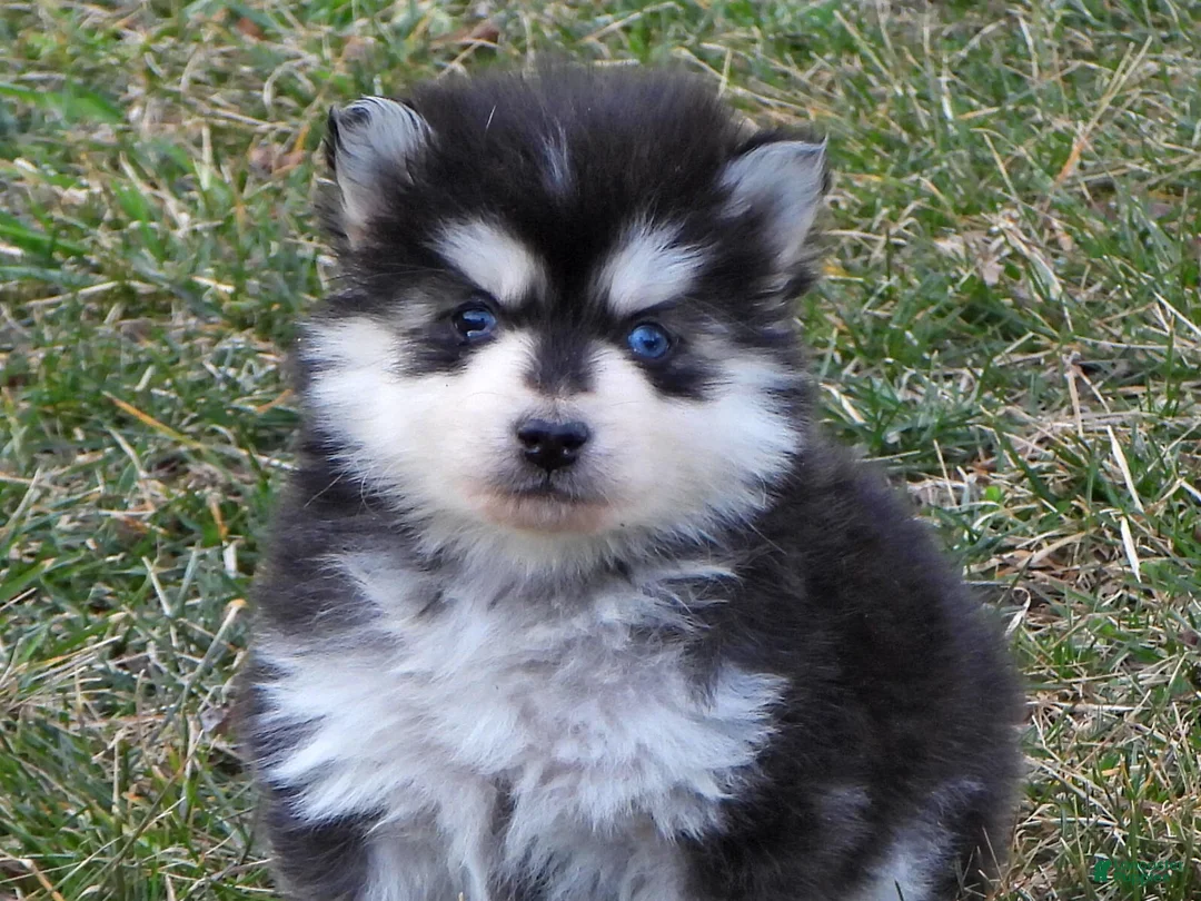Pomsky dogs for sale: Arney - Ad 6