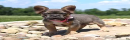 French Bulldog dogs for sale: Jana - Ad 4