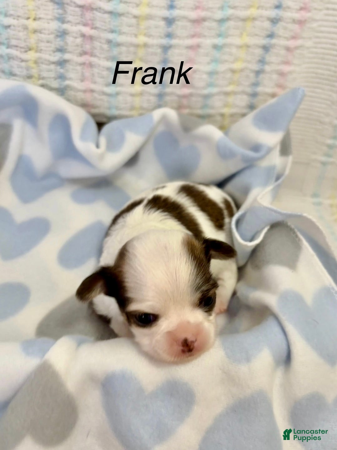 Chihuahua dogs for sale: Chihuahua Puppy 3 - Ad 1