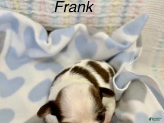 Chihuahua dogs Chihuahua Puppy 3 - Ad 17