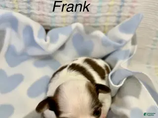 Chihuahua dogs Chihuahua Puppy 3 - Ad 7