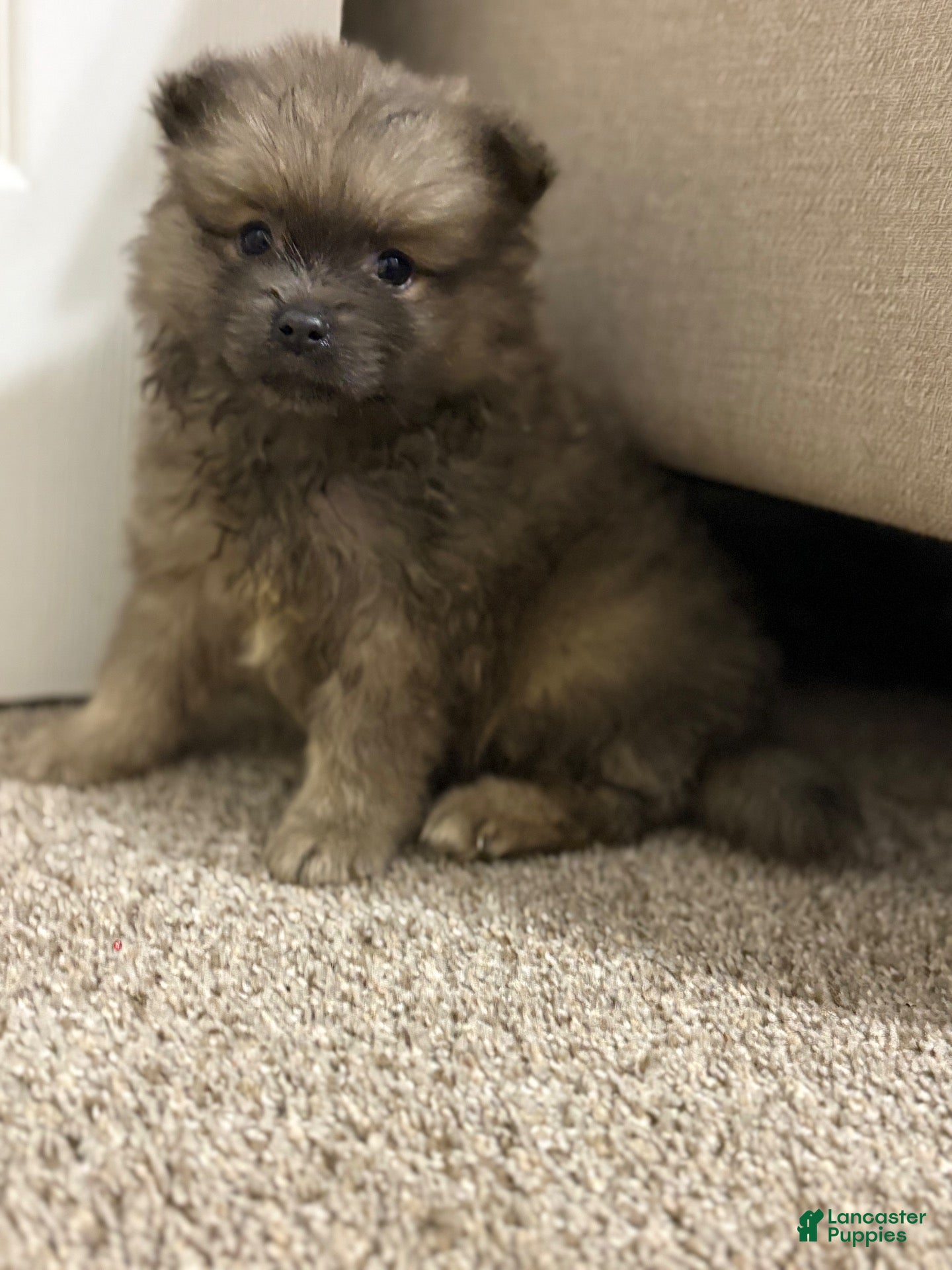 Pomeranian dogs for sale: Pomeranian 3 - Ad 1