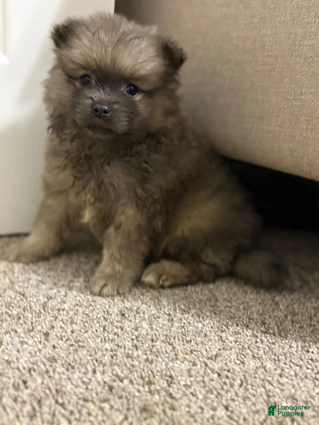 Pomeranian dogs for sale: Pomeranian 3 - Ad 1