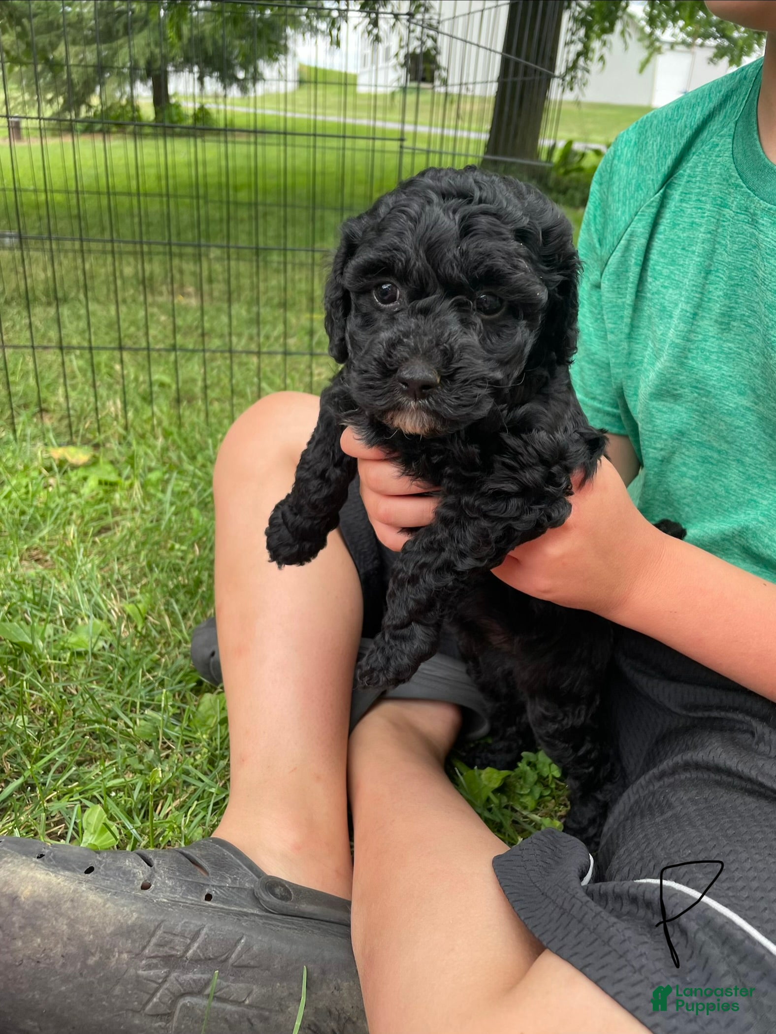 Miniature Poodle dogs Lucy - Ad 2