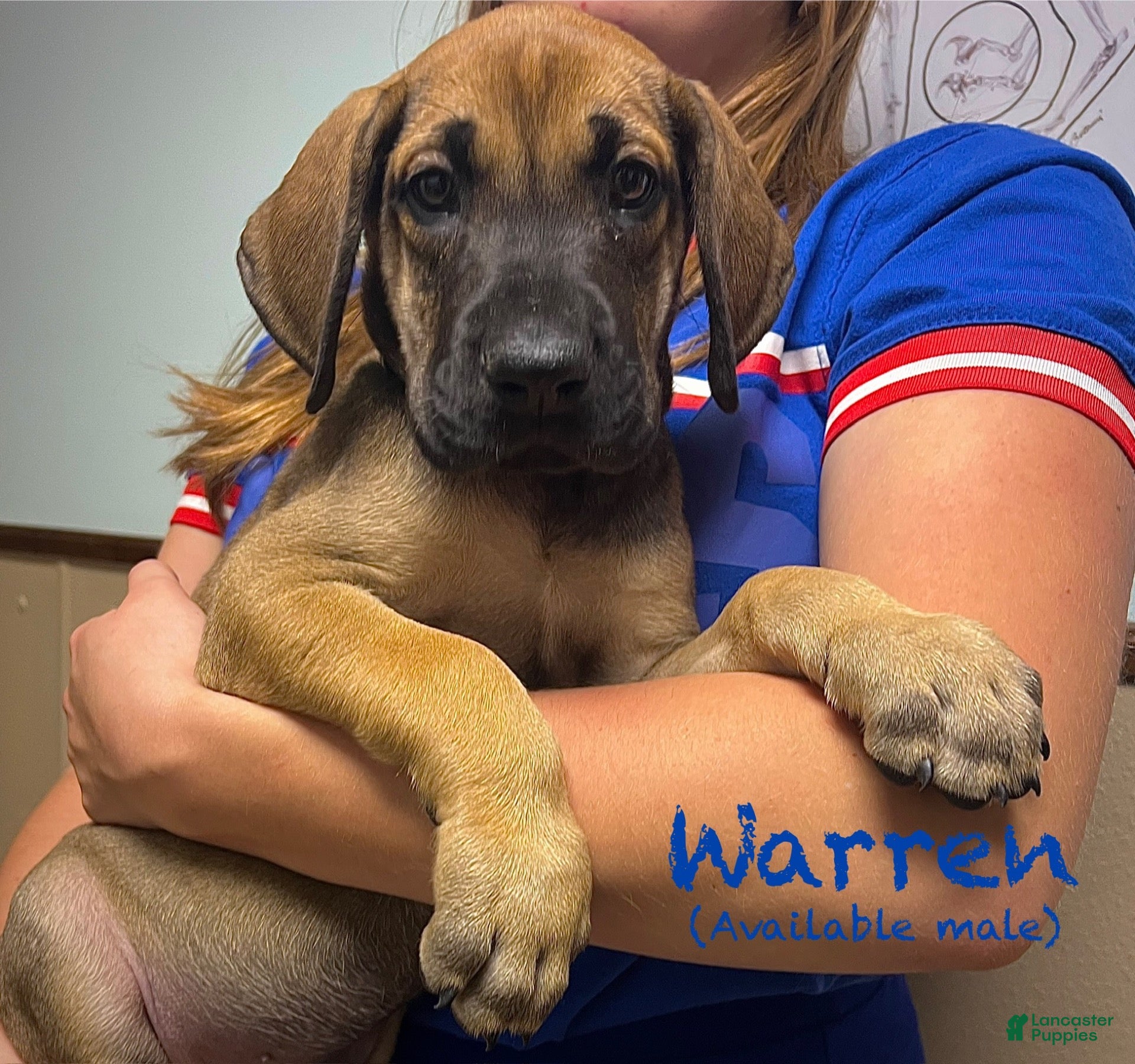 Great Dane dogs Warren - Ad 24