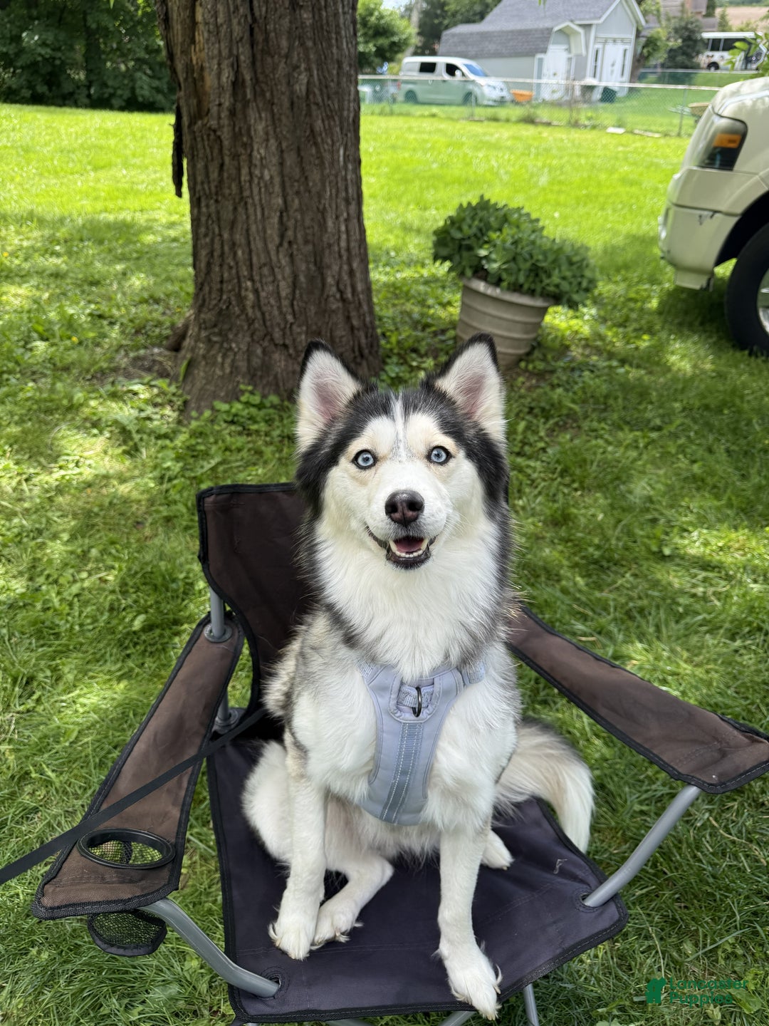 Pomsky dogs for sale: Tiny - Ad 12