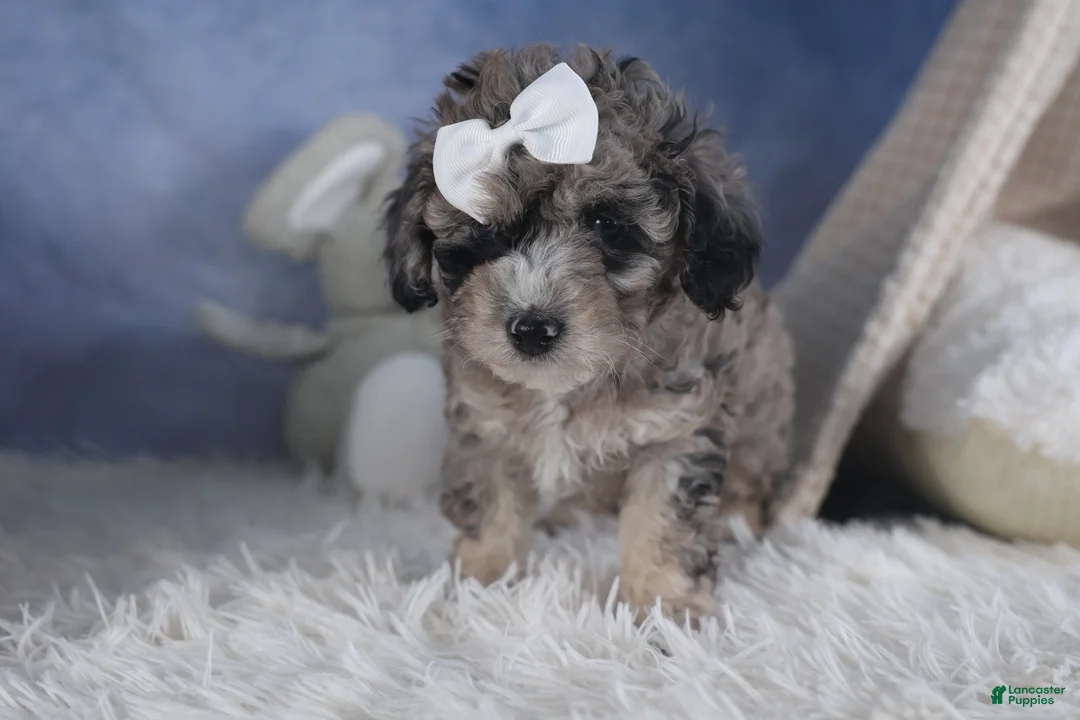 Miniature Poodle dogs for sale: Remington  - Ad 15