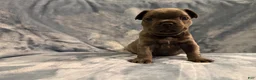 French Bulldog dogs for sale: French Bulldog 1 - Ad 2