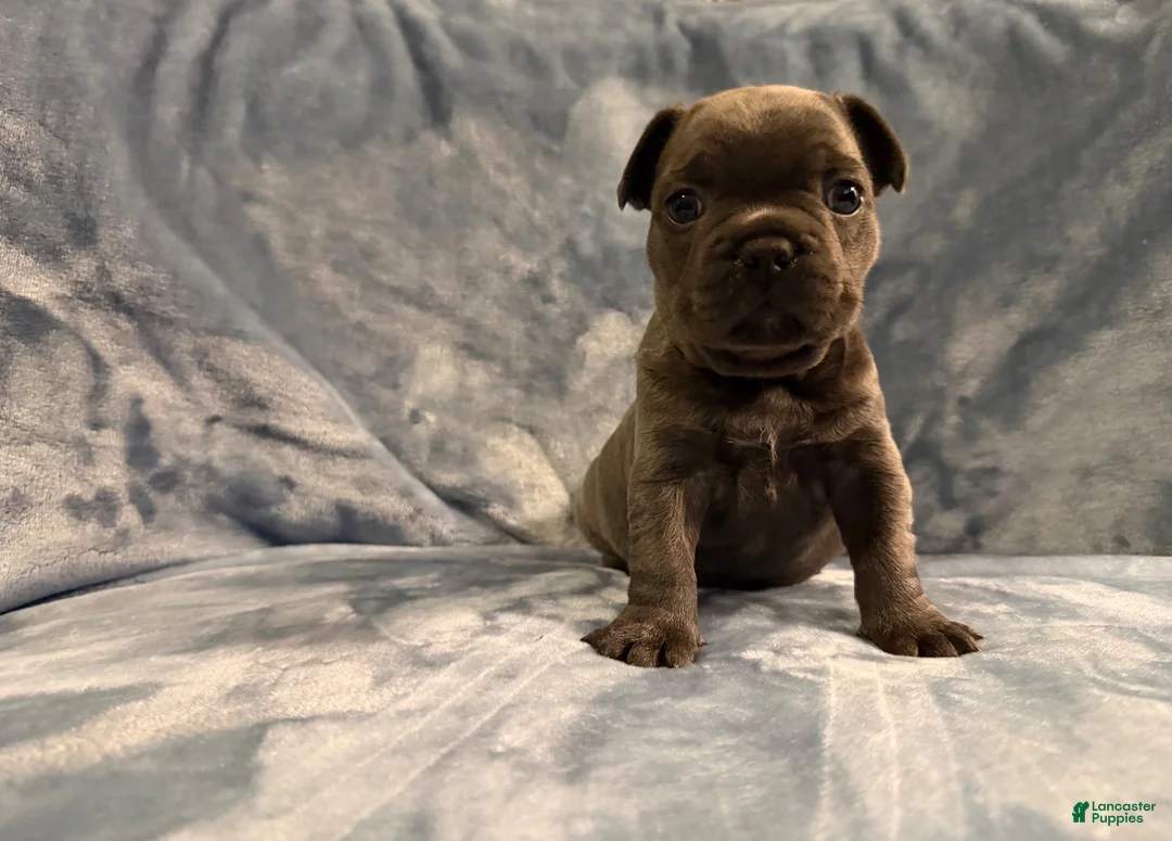 French Bulldog dogs for sale: French Bulldog 1 - Ad 2